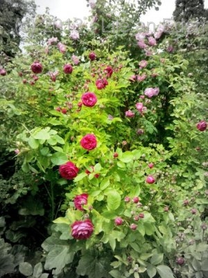 Giovannis Garden