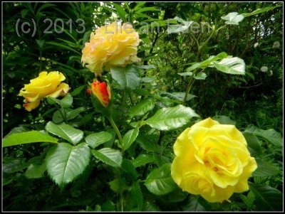 displayec2dce2bdf8edcfda379a35ce4ff8fe4