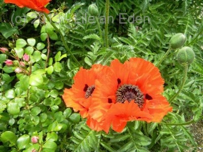 display1887e3127508b9af23230b22a3981e68