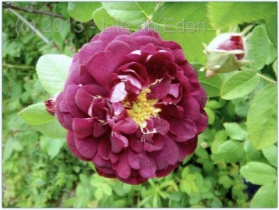 display81d68c59456b047b857959bf66054448