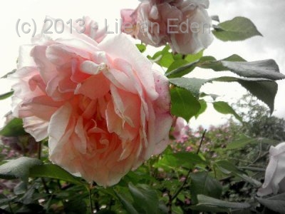 display76e8a0f12745ba4d8764ff13cdf52fbb