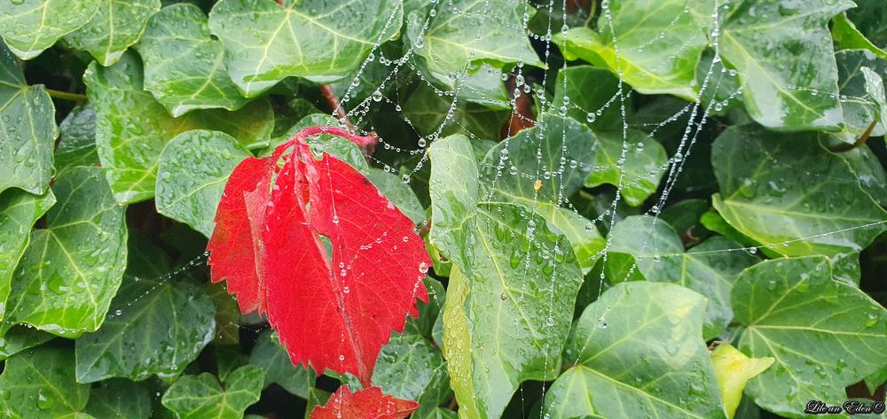 557740628_24682623484760750_9190337672019199523_n